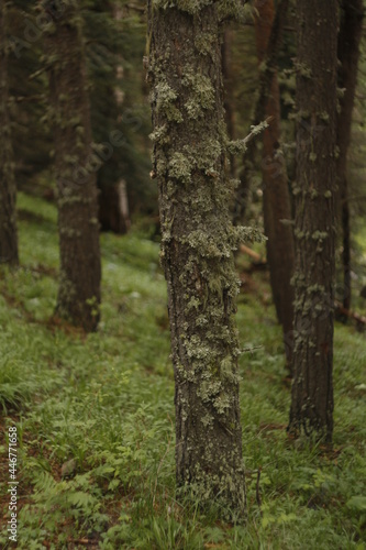 tree in the forest