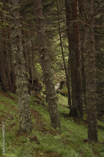 path in forest