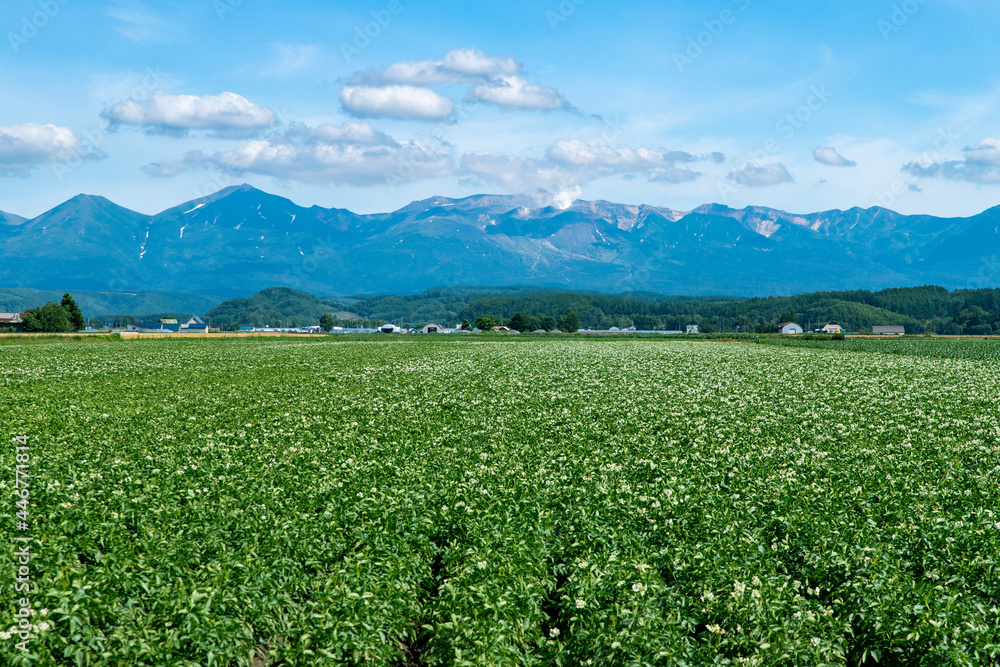 北海道　美瑛町の夏の風景