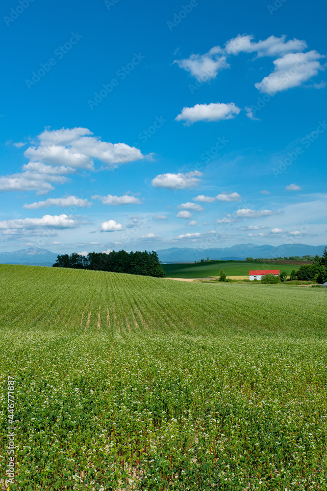 北海道 美瑛町の夏の風景 北海道 美瑛町の夏の風景
