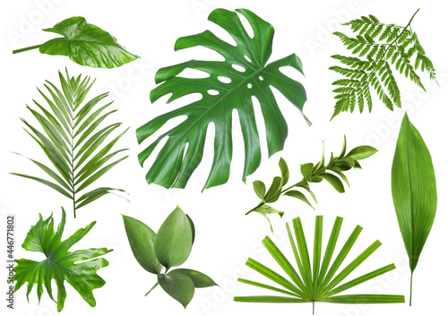 Set with beautiful fern and other tropical leaves on white background