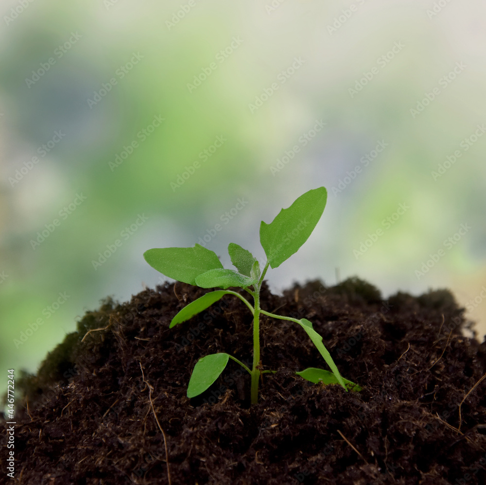 One spring green seedling stock images. Growing young sprout on a green background with copy space for text. Spring green seedling frame stock photo One spring green seedling stock images. Growing young sprout on a green background with copy space for text. Spring green seedling frame stock photo