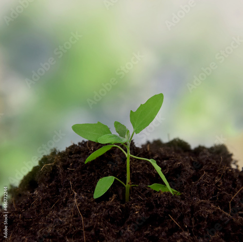 One spring green seedling stock images. Growing young sprout on a green background with copy space for text. Spring green seedling frame stock photo