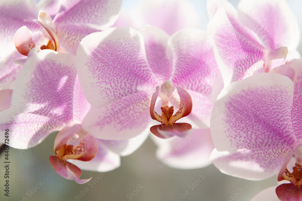 violet orchid flowers of phalaenopsis orchidaceae moth orchids closeup, orchid macro violet orchid flowers of phalaenopsis orchidaceae moth orchids closeup, orchid macro
