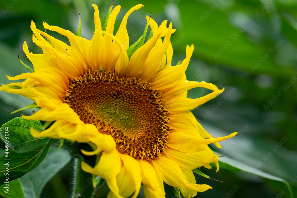 Naklejka premium Sunflower (Helianthus ) close up shot. Sunflower blooming. Bright yellow flowers. Botanical background.