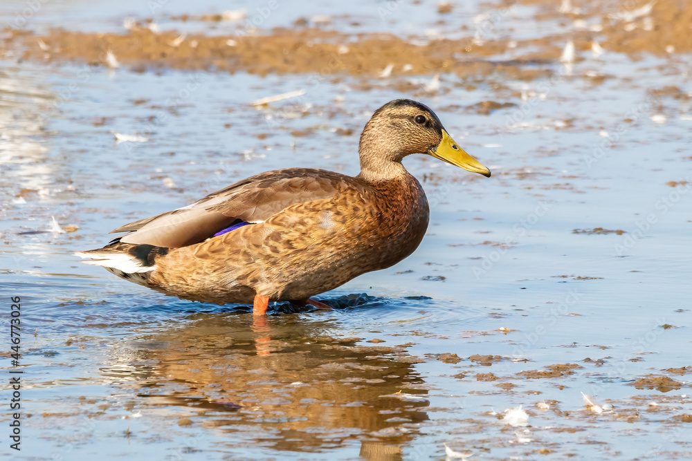 A female mallard or wild duck (Anas platyrhynchos) on the shore of a pond in the Nature Reserve Marismas del Odiel, Huelva, Andalusia, Spain A female mallard or wild duck (Anas platyrhynchos) on the shore of a pond in the Nature Reserve Marismas del Odiel, Huelva, Andalusia, Spain