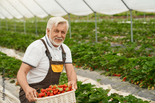Front view of happy aged man happy with harvest of ripe red strawberries in modern greenhouse.Concept of wonderful harvest of red strawberries from the ground.