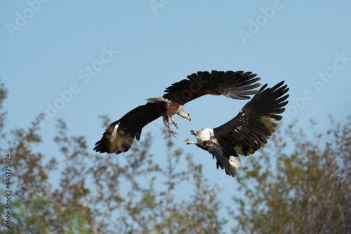 A Fish Eagle, Haliaeetus vocifer, talons grabbing photo