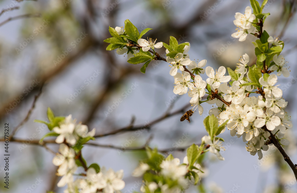 cherry blossom in spring on a green, light background cherry blossom in spring on a green, light background