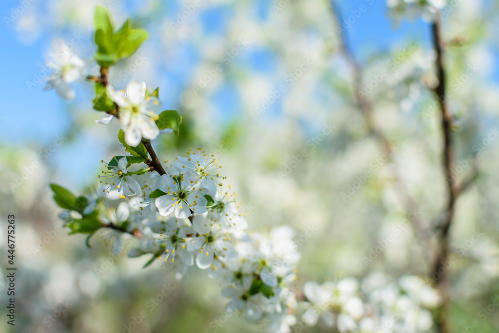 cherry blossom in spring on a green, light background cherry blossom in spring on a green, light background