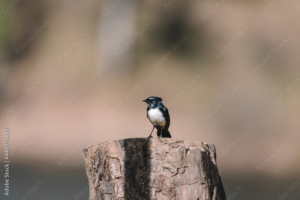 Naklejka premium Willie Wagtail bird sitting on a post. 