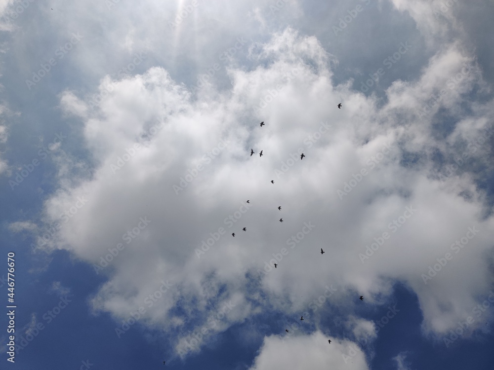 Birds and clouds in sky Birds and clouds in sky