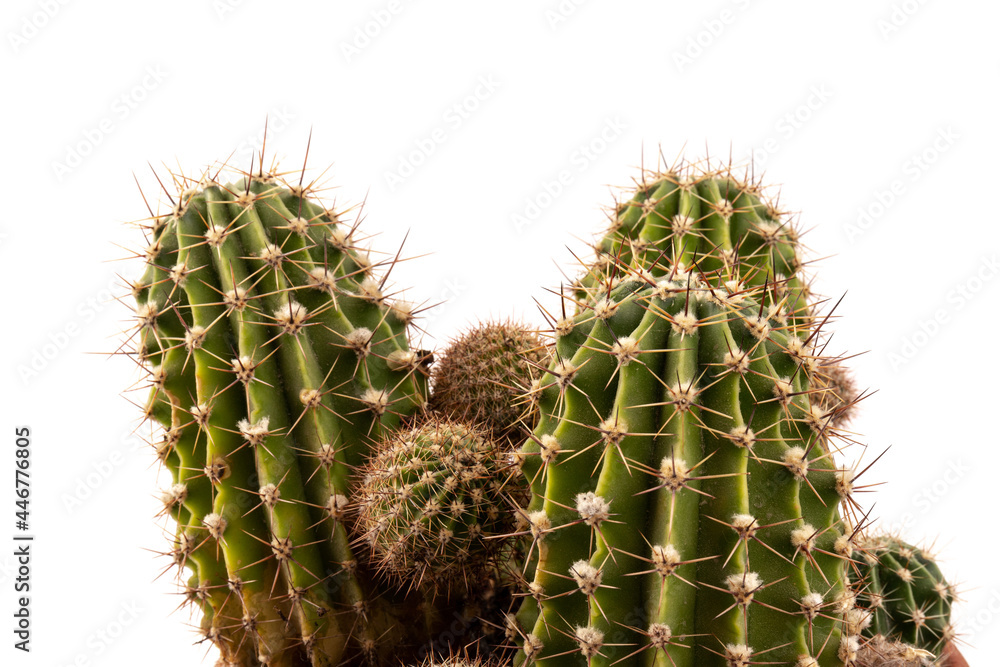 Cactus isolated on white background. free space for text. Cactus isolated on white background. free space for text.