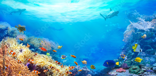 Animals of the underwater sea world. Panoramic view of the coral reef. Colorful tropical fish. Ecosystem.  © silvae