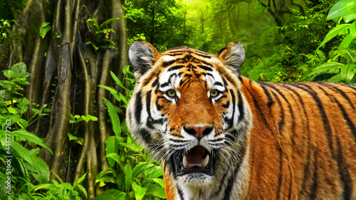 Portrait of a tiger stalking prey in the jungle.