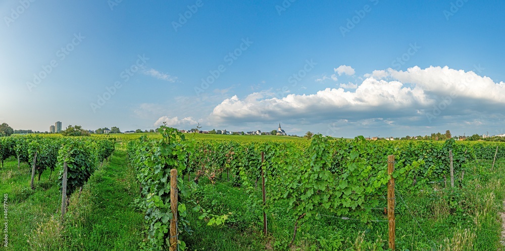 View over vineyards to the church of Peter and Paul in the small Hessian town of Hochheim in the Rhine-Main area View over vineyards to the church of Peter and Paul in the small Hessian town of Hochheim in the Rhine-Main area