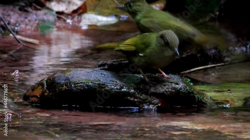 Grey-eyed Bulbul nature bird playing water.