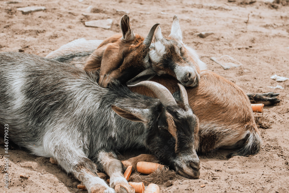 Fototapeta premium goats on the farm