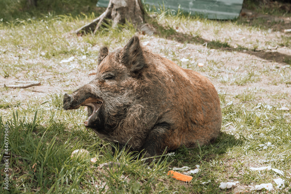 Fototapeta premium wild boar walking in the woods