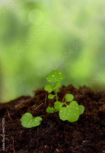 One spring green seedling stock images. Growing young sprout on a green background with copy space for text. Spring green seedling frame stock photo