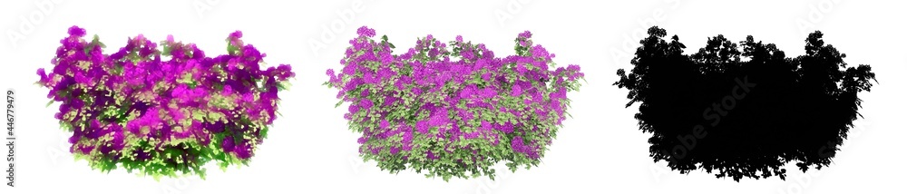 Obraz premium Set or collection of Bougainvillea bushes, painted, natural and as a black silhouette, isolated on white background. Concept or conceptual 3d illustration for nature, ecology, conservation