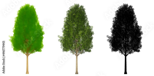Set or collection of Black Poplar trees, painted, natural and as a black silhouette on white background. Concept or conceptual 3d illustration for nature, ecology and conservation, strength