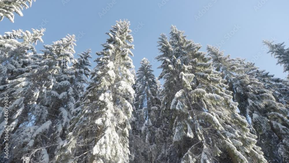 Snow-covered crowns of coniferous trees in a forest in winter - view from below Snow-covered crowns of coniferous trees in a forest in winter - view from below