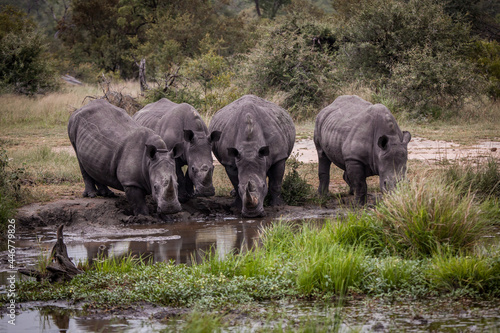 A crash of white rhino, Ceratotherium simum, drink togther at a waterhole photo