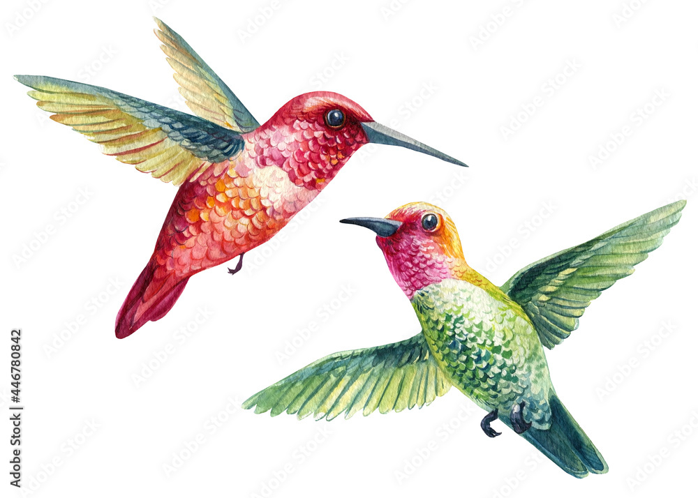 Fototapeta premium Hummingbirds on an isolated white background. watercolor birds