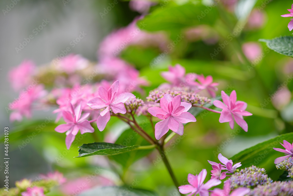 Pink lacecap hydrangeas flower, Closeup Pink lacecap hydrangeas flower, Closeup