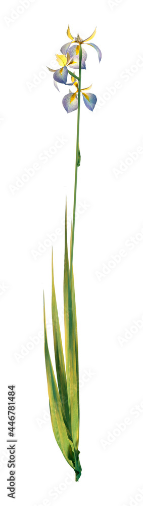Obraz premium 3D Rendering Water Iris on White