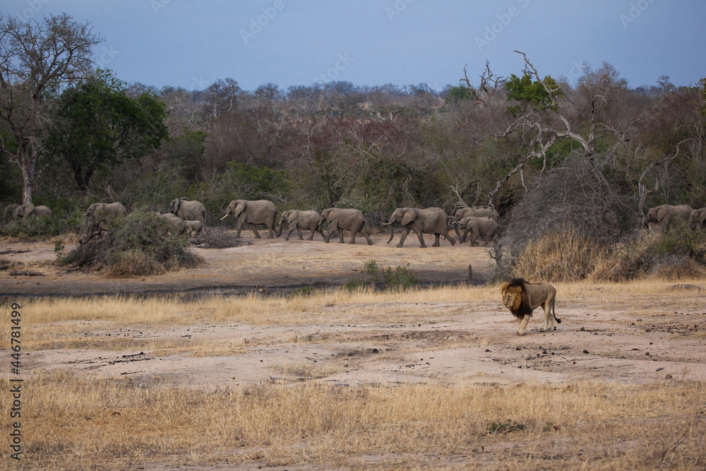 A male lion, Panthera leo, walks in a clearing with elephant in the background, Loxodonta africana A male lion, Panthera leo, walks in a clearing with elephant in the background, Loxodonta africana