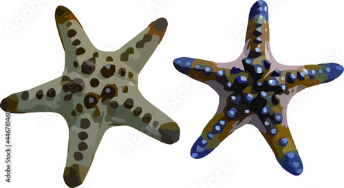 starfish with a white background