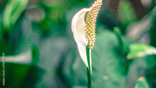 Close up a white Peace Lily. Species: Spathiphyllum cochlearispathum photo