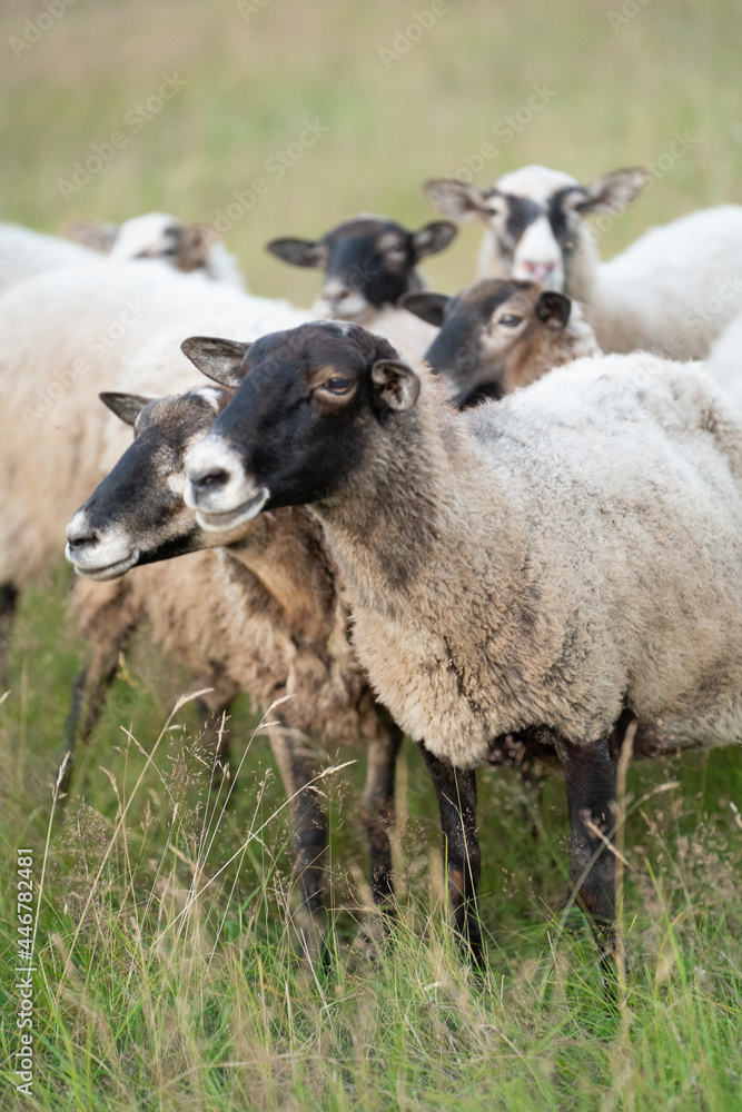 a flock of sheep in a field a flock of sheep in a field