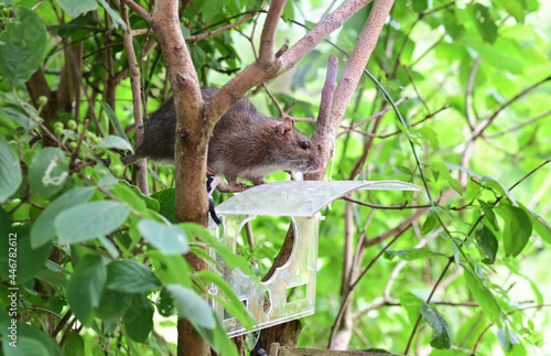 Ratte sitzt auf einem Ast vor Vogelhaus und sucht nach Nahrung 