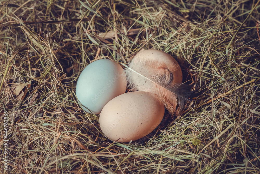 Close-up of three chicken eggs with a feather in a straw nest. One white and two brown eggs in a chicken nest, tinted photo