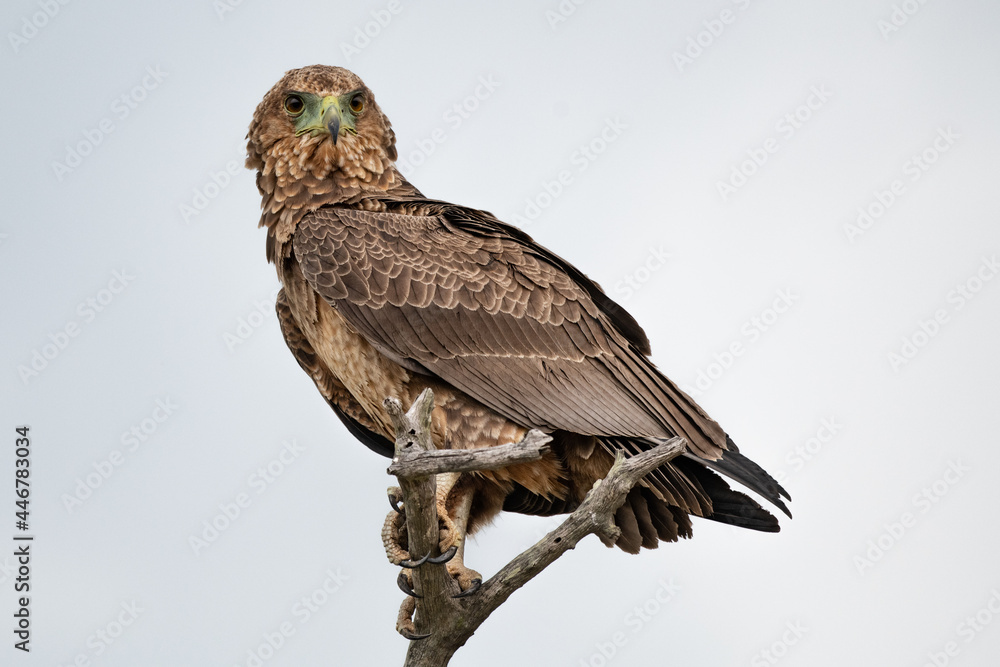 A juvenile bateleur, Terathopius ecaudatus, perches on a branch A juvenile bateleur, Terathopius ecaudatus, perches on a branch