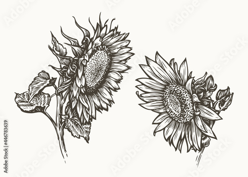 Sunflower seed and flower set. Food ingredient sketch vintage vector illustration