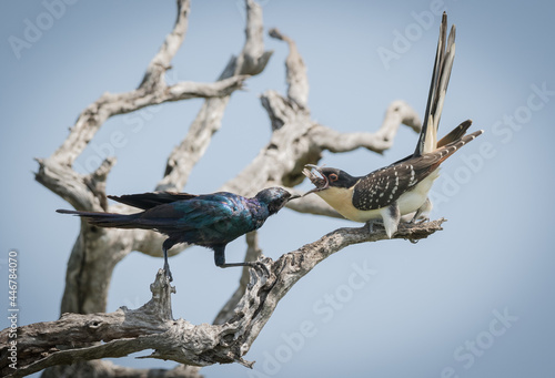 A glossy starling, Lamprotornis nitens, feeds a cuckoo photo