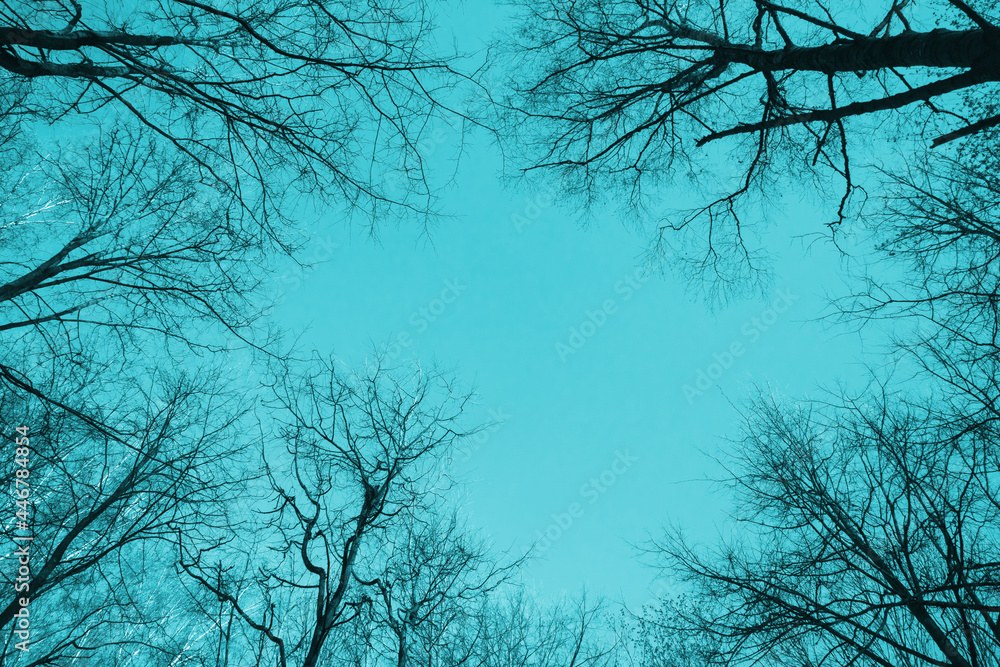 Black bare trees silhouettes are over bright blue sky Black bare trees silhouettes are over bright blue sky