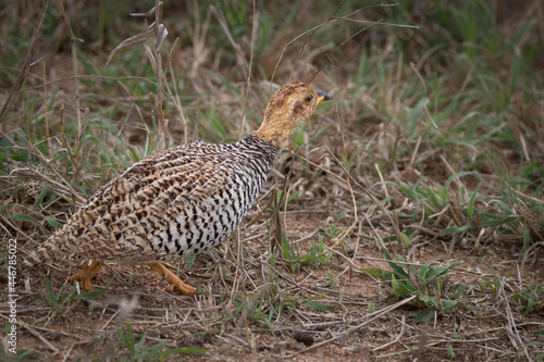 A coqui francolin, Peliperdix coqui, walks in short grass photo