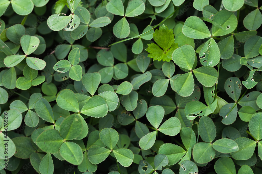 Wild fresh green clover leaves top view, background Wild fresh green clover leaves top view, background
