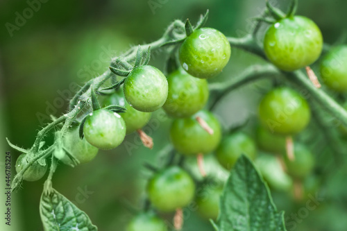 Green cherry tomatoes grow on a branch, close up