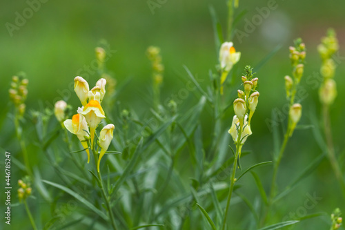 Yellow Snapdragon Flowers grow on a green meadow