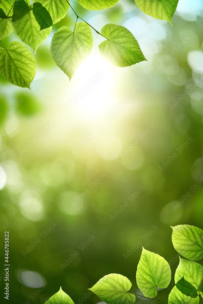Fresh spring, summer green foliage of tree leaves and a bright sunny springtime bokeh portrait background.
