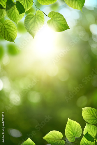 Obraz na płótnie Fresh spring, summer green foliage of tree leaves and a bright sunny springtime bokeh portrait background. w salonie
