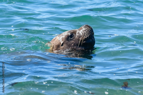 Male Sea Lion, Peninsula Valdes, World Heritage Site, Patagonia, Argentina