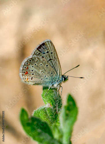 Wallpaper Mural Macro shots, Beautiful nature scene. Closeup beautiful butterfly sitting on the flower in a summer garden. Torontodigital.ca