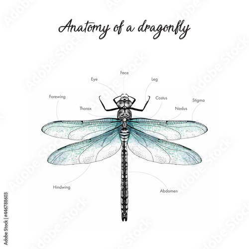 anatomy, body parts of insect dragonfly. hand drawn traced illustration of dragon-fly. close-up of eye abdomen, sigma, thorax, forewing, hindwing